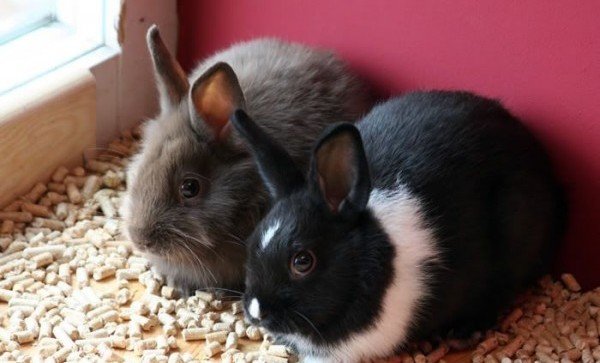 Правильне годування кроликів комбікормом: добова норма, особливості раціону і відеоінструкція Правильне годування кроликів комбікормом: добова норма, особливості раціону і відеоінструкція