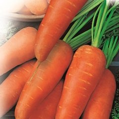 Вибираємо насіння моркви: кращі сорти та відгуки