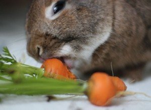 Чим і як правильно годувати кроликів в домашніх умовах: види кормів, правила та особливості організації харчування