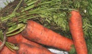 Сорти моркви, стійкі до морквяної мухи і чорної гнилі