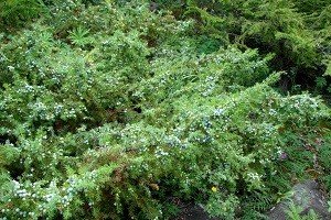 Опис різних видів ялівцю і критерії вибору для вирощування