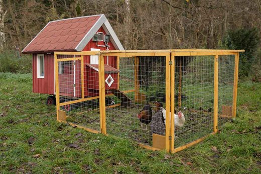 Розведення курей несучок в домашніх умовах для початківців: породи, особливості утримання, годування, хвороби та їх лікування, відео