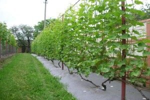 Шпалери для витких рослин своїми руками: види, розміри і форми, етапи робіт, фото і відео