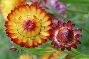 Безсмертник: опис, вирощування та збирання для сушіння