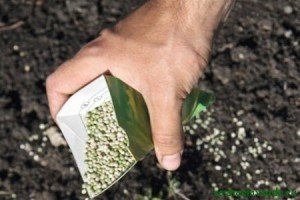 Секрети вирощування моркви: основні етапи та корисні поради