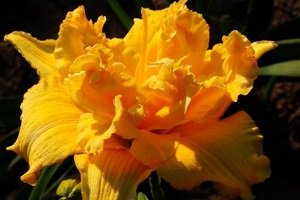 Види і сорти гібридних лілійників: різноманітність кольорів у фотографіях