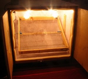 Як зробити інкубатор в домашніх умовах: схеми та можливі варіанти, покрокова інструкція