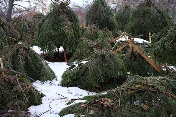 Як пересадити ялинку з лісу на ділянку: корисні поради по посадці та особливості догляду