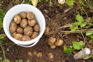 Коли копати картоплю — збираємо урожай після цвітіння