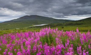 Користь і шкода іван чаю для чоловіків: лікування простатиту і рецепти відварів