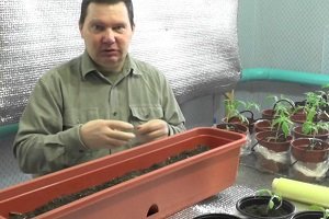 Аэрированный компостний чай: технологія приготування методом Геннадія Распопова, поради досвідченого садівника