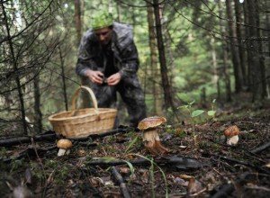 Гриби маслюки: фото та опис їстівних видів, відмінні ознаки помилкових маслюків