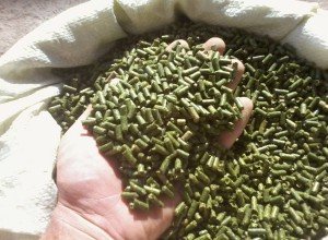 Правильне годування кроликів комбікормом: добова норма, особливості раціону і відеоінструкція Правильне годування кроликів комбікормом: добова норма, особливості раціону і відеоінструкція