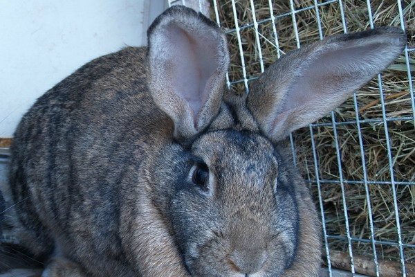 Основні аспекти промислового розведення кролів: концепція бізнесу і умови утримання