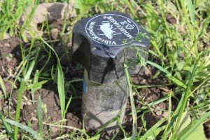 Як позбутися від крота на городі: боротьба з допомогою народних засобів, відлякувачі кротів, ефективні методи, відео