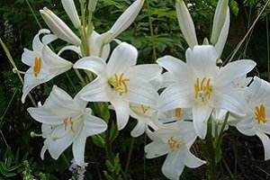 Природні види лілій і гібриди: опис і назви сортів з фотографіями, поради по посадці