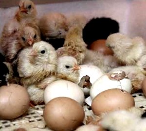 Інкубатор з автоматичним переворотом яєць: види, будова, технічні характеристики