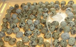 Інкубатор для перепелів: режим інкубації, критерії вибору і варіанти виготовлення своїми руками