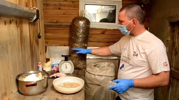 Технологія вирощування гливи в домашніх умовах: способи, покрокова інструкція, фото