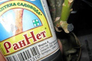 Використання садового вару для захисту дерев: готові варіанти і рецепти приготування своїми руками