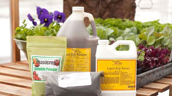 Вирощування помідорів на балконі: сорти томатів, особливості догляду