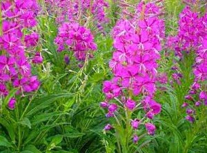 Іван (кипрей) чай: збір і сушка в домашніх умовах