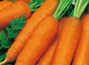 Сама солодка морква: огляд кращих сортів і відео інструкція підготовки насіння до висадки