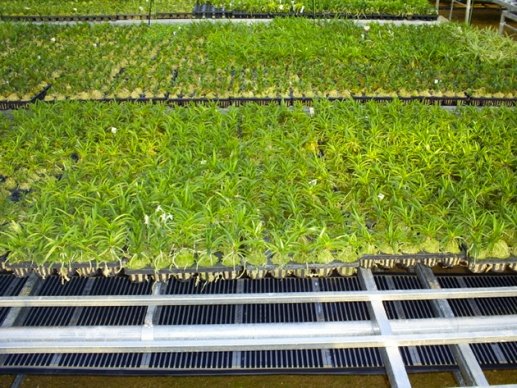 Тепла підлога в теплиці своїми руками   система обігріву грунту в теплицях інфрачервоною плівкою