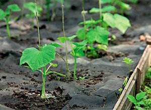 Шланги для поливу – які бувають та як правильно вибрати відгуки