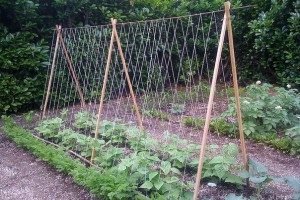 Шпалери для витких рослин своїми руками: види, розміри і форми, етапи робіт, фото і відео