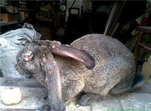 Основні аспекти промислового розведення кролів: концепція бізнесу і умови утримання