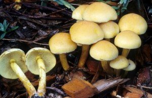 Хибні опеньки: чим відрізняються від їстівних і як їх розпізнати в лісі Хибні опеньки: чим відрізняються від їстівних і як їх розпізнати в лісі