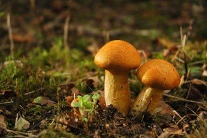 Гриби опеньки: різноманітність видів і відмітні особливості кожного з них