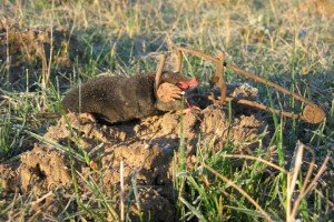 Як позбутися від крота на городі: боротьба з допомогою народних засобів, відлякувачі кротів, ефективні методи, відео