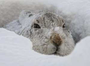 Чим і як правильно годувати кроликів в домашніх умовах: види кормів, правила та особливості організації харчування