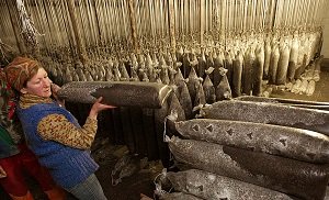 Технологія вирощування гливи в домашніх умовах: способи, покрокова інструкція, фото
