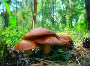 Гриби маслюки: фото та опис їстівних видів, відмінні ознаки помилкових маслюків