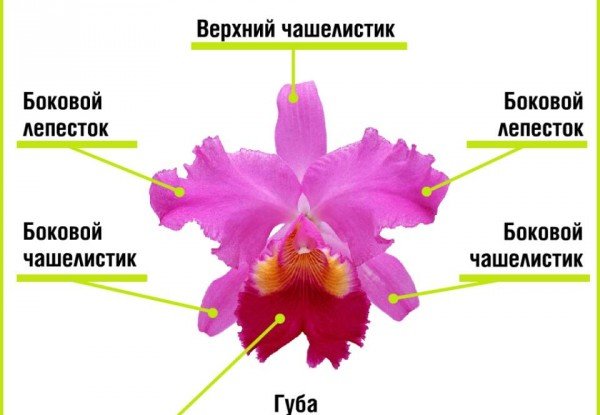 Розмноження орхідей в домашніх умовах: ефективні методи та практичні рекомендації квітникарям