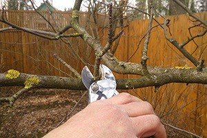 Як грамотно обрізати персик: особливості росту дерева і нюанси процедури, відео обрізання персика навесні