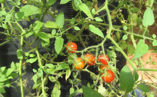 Вирощування помідорів на балконі: сорти томатів, особливості догляду