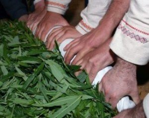 Іван (кипрей) чай: збір і сушка в домашніх умовах