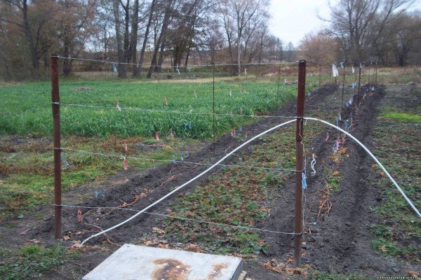 Опори, підставки і арки під вюнкі рослини: покроковий майстер клас по виготовленню своїми руками