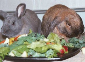 Чим і як правильно годувати кроликів в домашніх умовах: види кормів, правила та особливості організації харчування