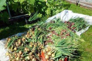 Посадка цибулі під зиму: кращі сорту, умови вирощування і догляд