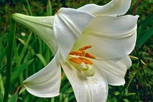 Природні види лілій і гібриди: опис і назви сортів з фотографіями, поради по посадці