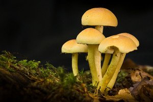 Гриби опеньки: різноманітність видів і відмітні особливості кожного з них