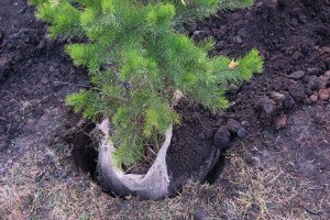 Як пересадити ялинку з лісу на ділянку: корисні поради по посадці та особливості догляду