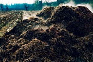 Як прискорити дозрівання компосту на дачі: правильний склад для швидкого приготування і огляд різних прискорювачів