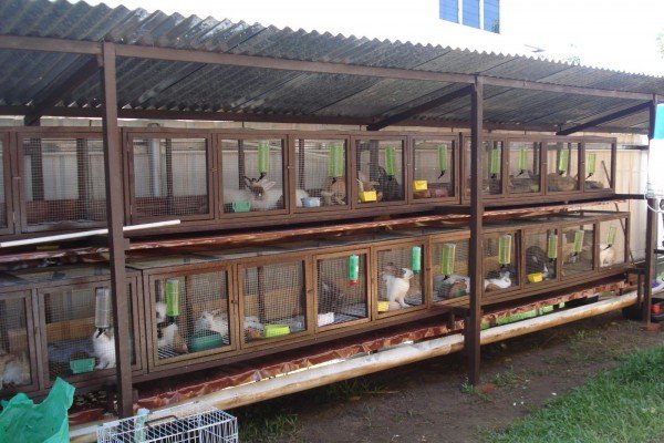 Основні аспекти промислового розведення кролів: концепція бізнесу і умови утримання