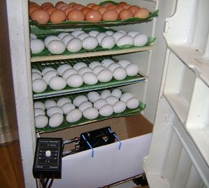 Як зробити інкубатор в домашніх умовах: схеми та можливі варіанти, покрокова інструкція